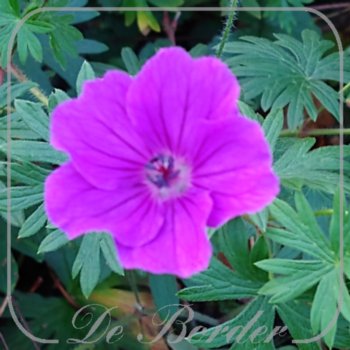Geranium 'Tiny Monster'