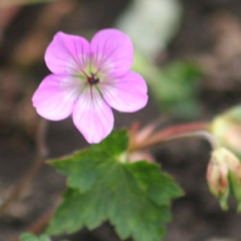 Geranium wallichianum 'Kelly Anne'