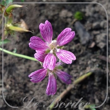 Geranium x oxonianum 'Sue Cox'