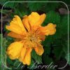 Geum 'Fire Storm'