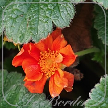 geum-sea-breeze-160 Geum 'Sea Breeze'