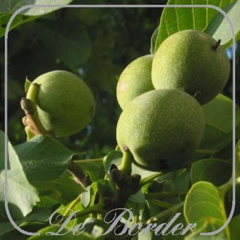 Walnoot Juglans regia