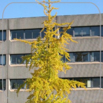 Ginkgo biloba