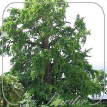 Ginkgo biloba
