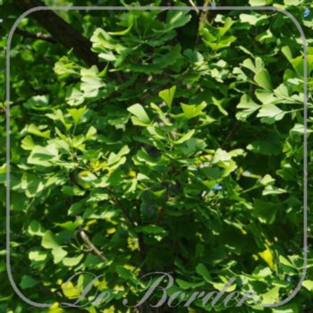 Ginkgo biloba