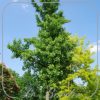 Ginkgo biloba