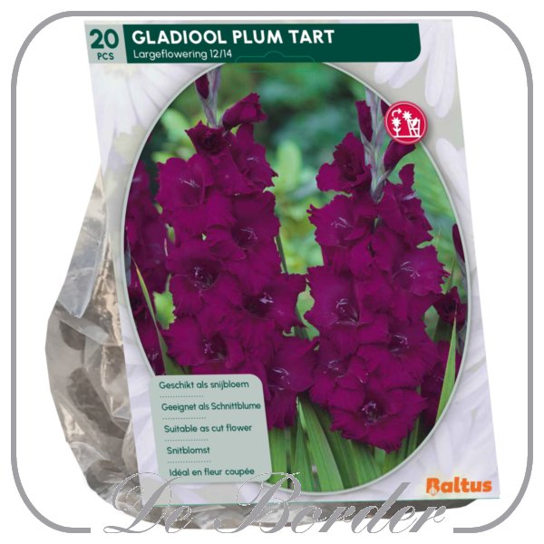 Gladiolen Plumtart per 25