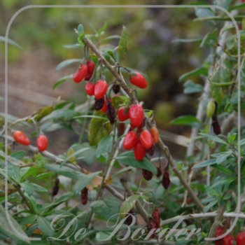 Bes Gojibes Lycium barbarum