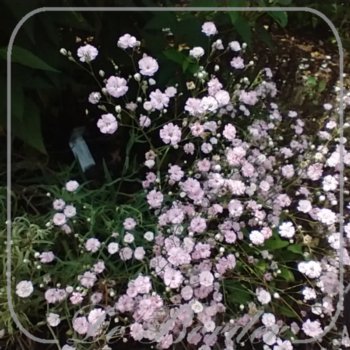 Gypsophila 'Rosenschleier'