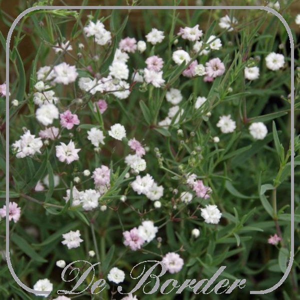 Gypsophila 'Rosenschleier'