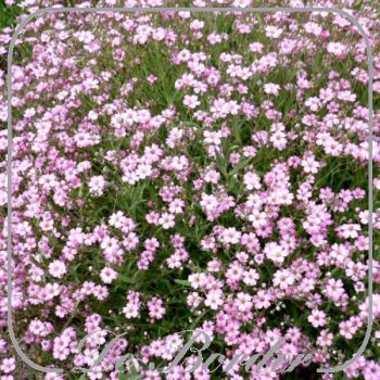 Gypsophila 'Rosenschleier'