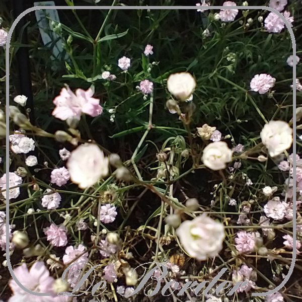 Gypsophila 'Rosenschleier'
