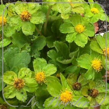 Hacquetia epipactis