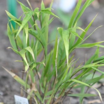 Hakonechloa macra 'Beni-kaze'
