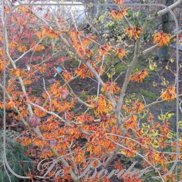 Hamamelis intermedia 'Aphrodite'