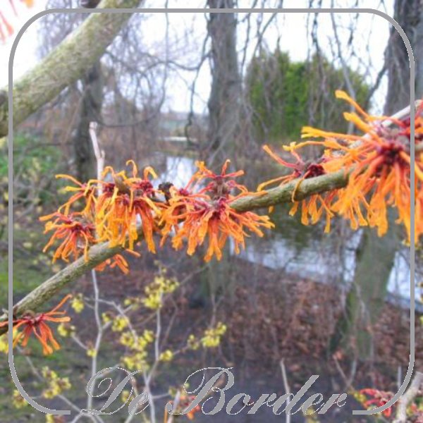 Hamamelis intermedia 'Aphrodite'