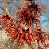 Hamamelis intermedia 'Diane'