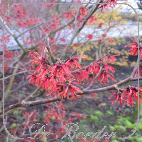Hamamelis intermedia 'Diane'