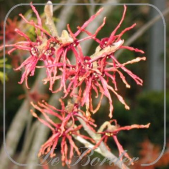 Hamamelis intermedia 'Feuerzauber'