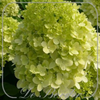 Hydrangea paniculata 'Limelight'