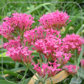 hamamelis-intermedia-feuerzauber-60-80-cm-c75-306 Centranthus ruber