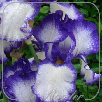 Iris 'Lent A. Williamson'
