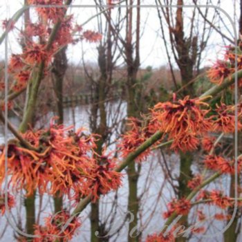 Hamamelis intermedia 'Feuerzauber'