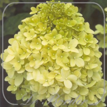 Hydrangea paniculata 'Limelight'
