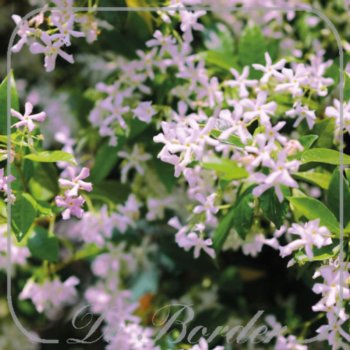 Trachelospermum jasminoides 'Pink Showers' << Trachelospermum jasm. 'Pink Air'