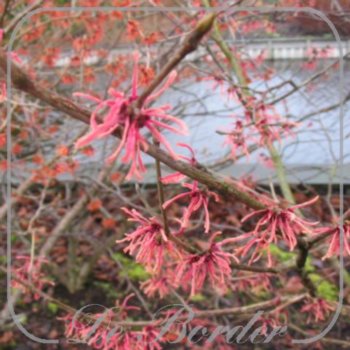 Hamamelis intermedia 'Ruby Glow'