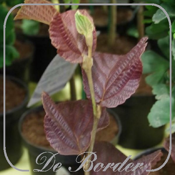 hamamelis-intermedia-yamina-946 Hamamelis intermedia 'Yamina'