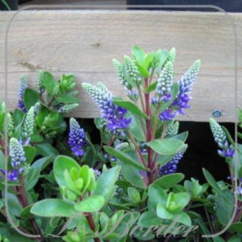 Hebe 'Autumn Glory'