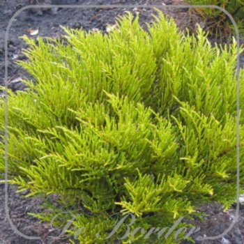 hebe-ochracea-862.jpg Hebe armstrongii --