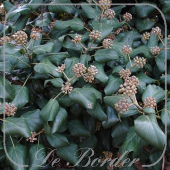 Hedera colchica 'Fall Favourite'