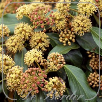 Hedera colchica 'Fall Favourite'