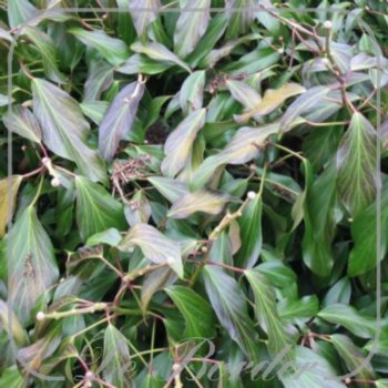 Hedera colchica 'Fall Favourite'