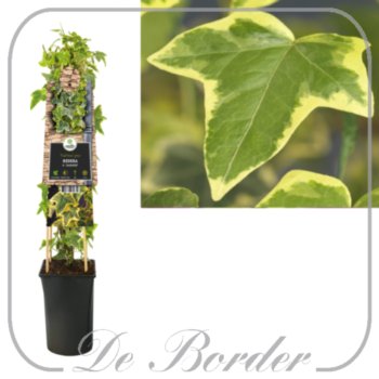 Hedera helix 'Goldchild'