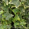 Hedera helix 'Goldchild'