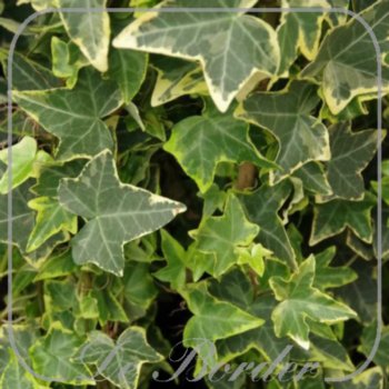 Hedera helix 'Goldchild'
