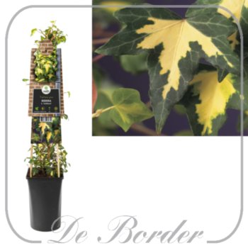 hedera-helix-goldheart-671 Hedera helix 'Goldheart'