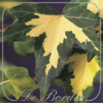 hedera-helix-goldheart-673 Hedera helix 'Goldheart'