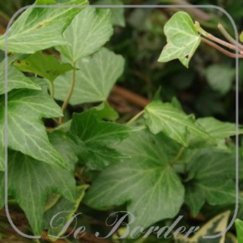Hedera helix 'Green Ripple'
