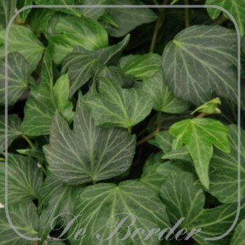 Hedera helix 'Green Ripple'