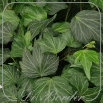 Hedera helix 'Green Ripple'
