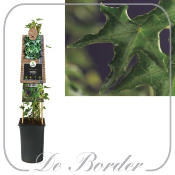 hedera-helix-ivalace-679 Hedera helix 'Ivalace'