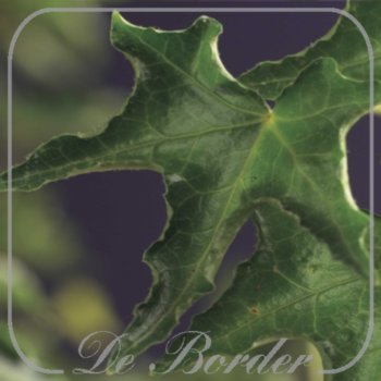 hedera-helix-ivalace-681 Hedera helix 'Ivalace'