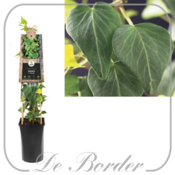 Hedera helix 'Natasja'