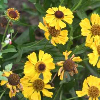 helenium-carmen-906 Helenium 'Carmen'