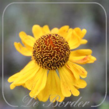 helenium-carmen-990 Helenium 'Carmen'
