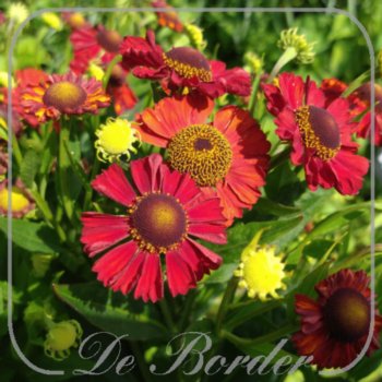 helenium-hot-lava-630 Helenium 'Hot Lava'
